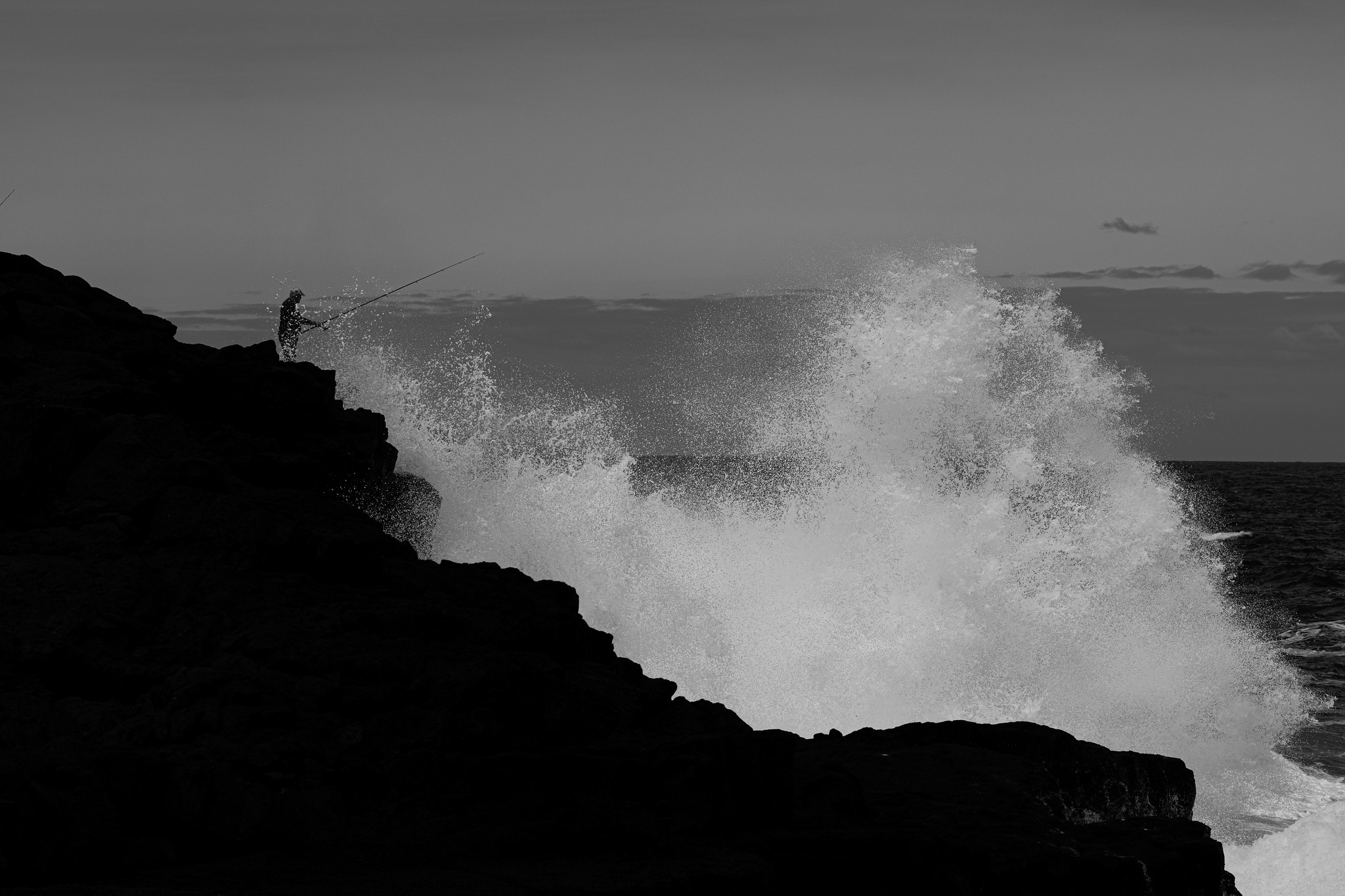 Forêt de cryptomérias