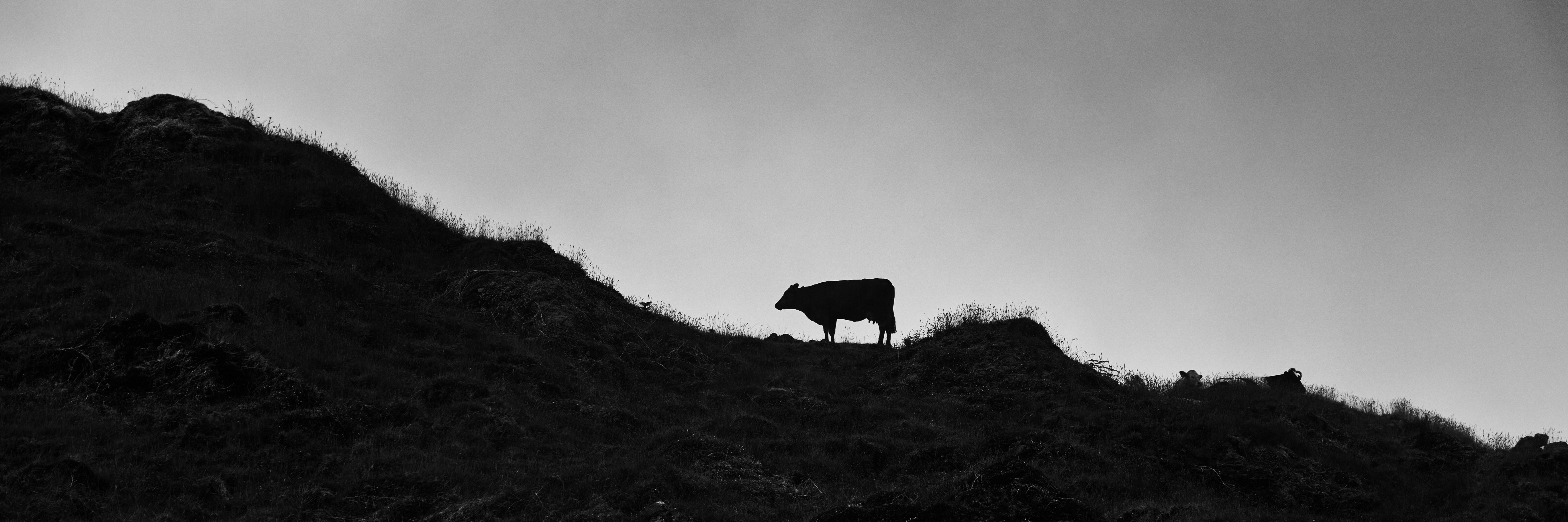 une vache sur le flanc de la montagne