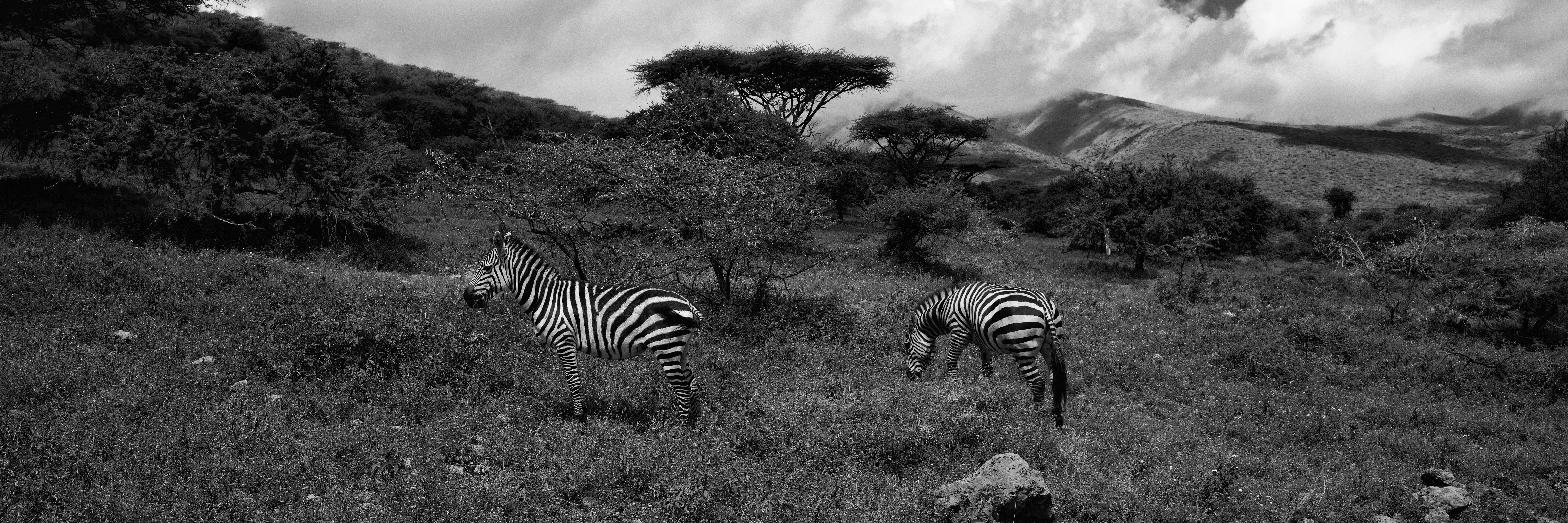 Serengeti