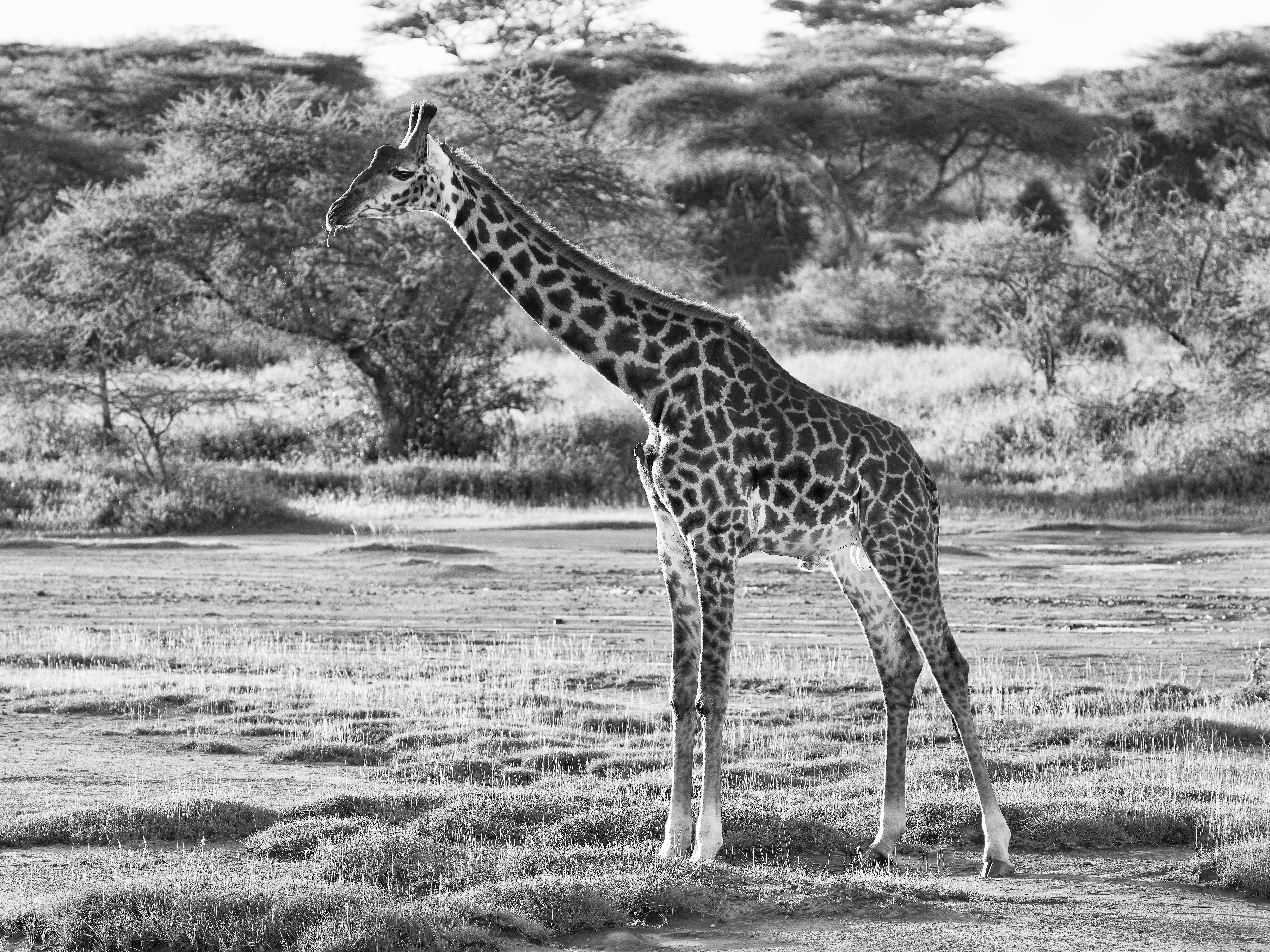 Girafe