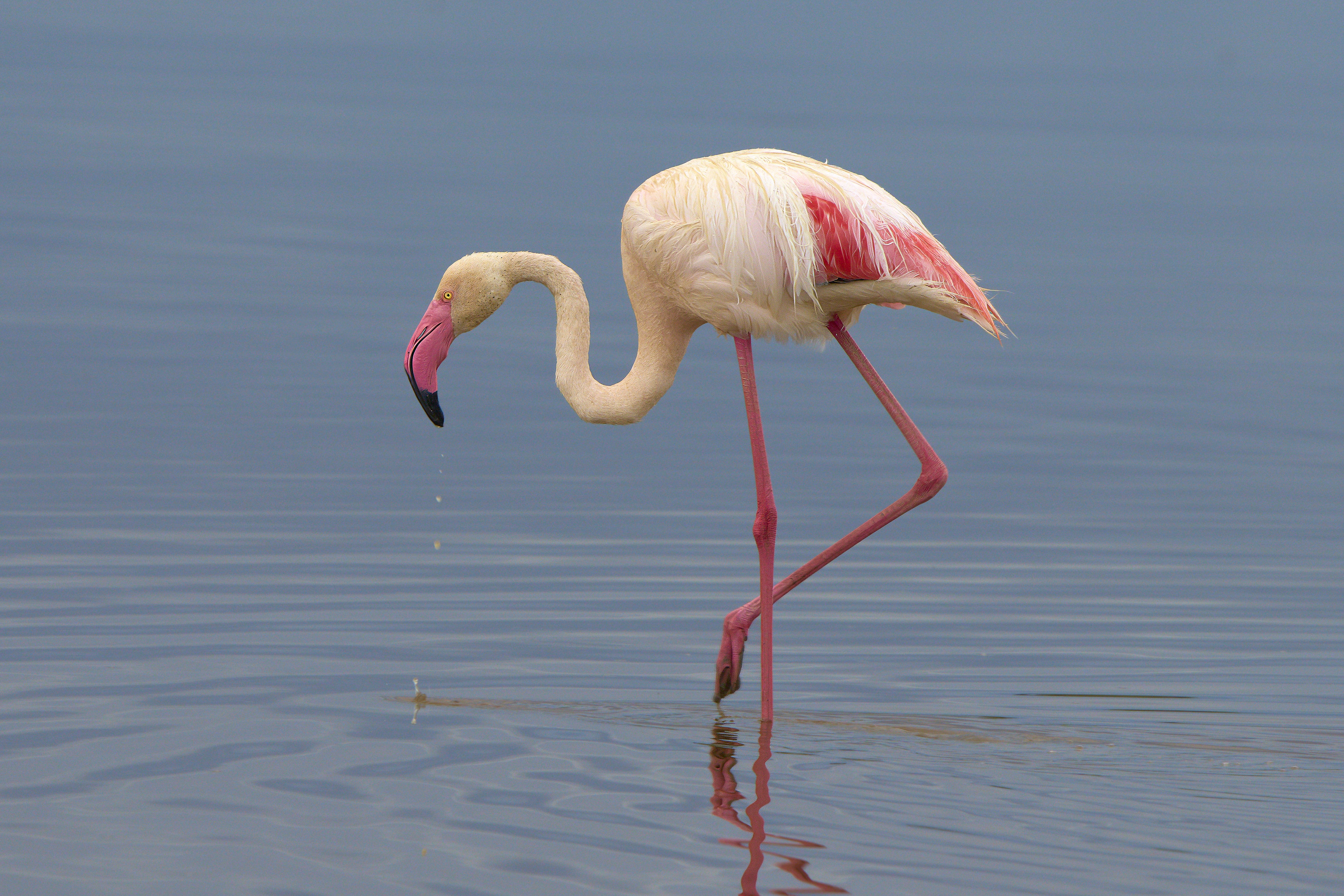 Flamant