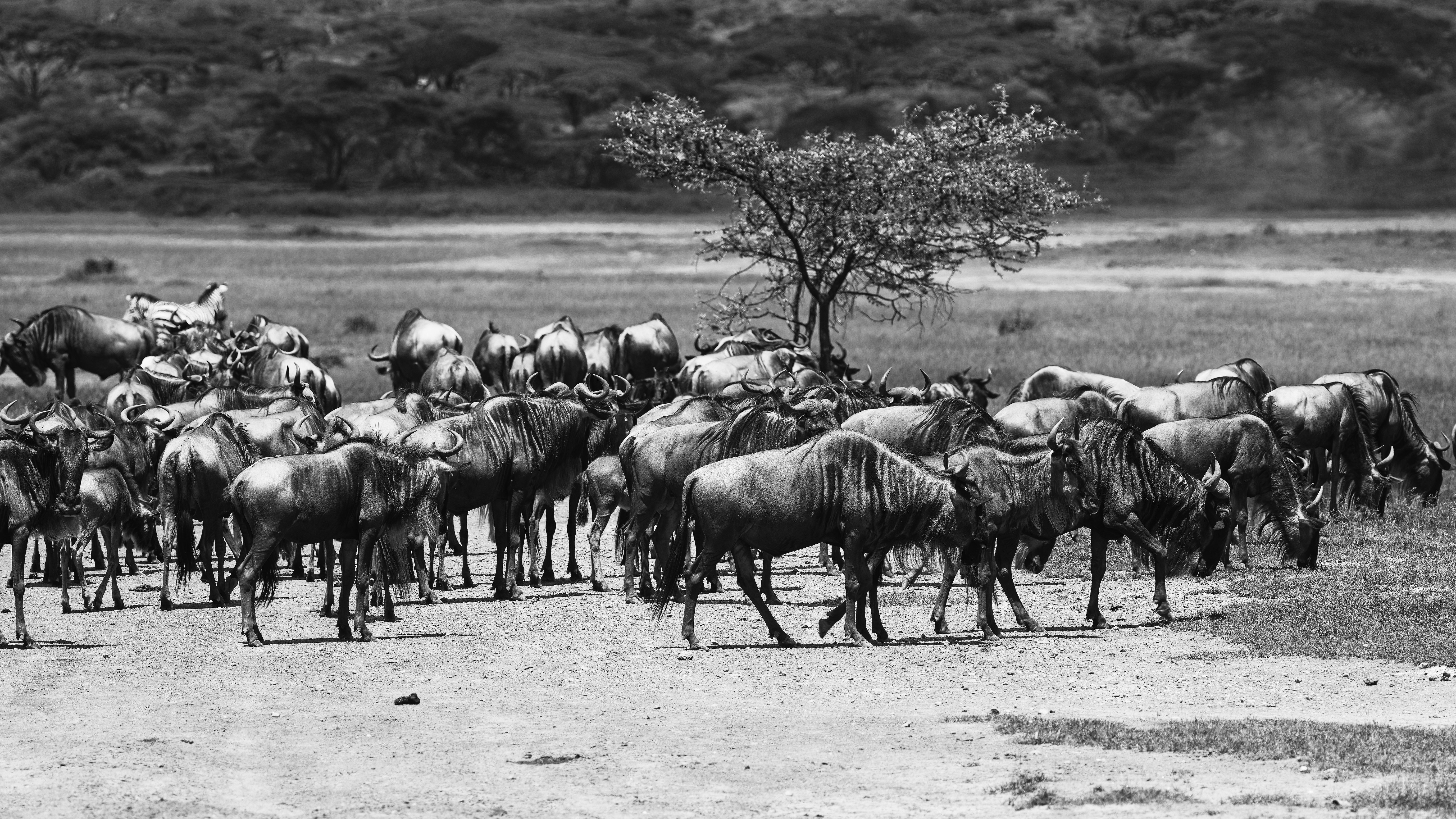 Ngorongoro