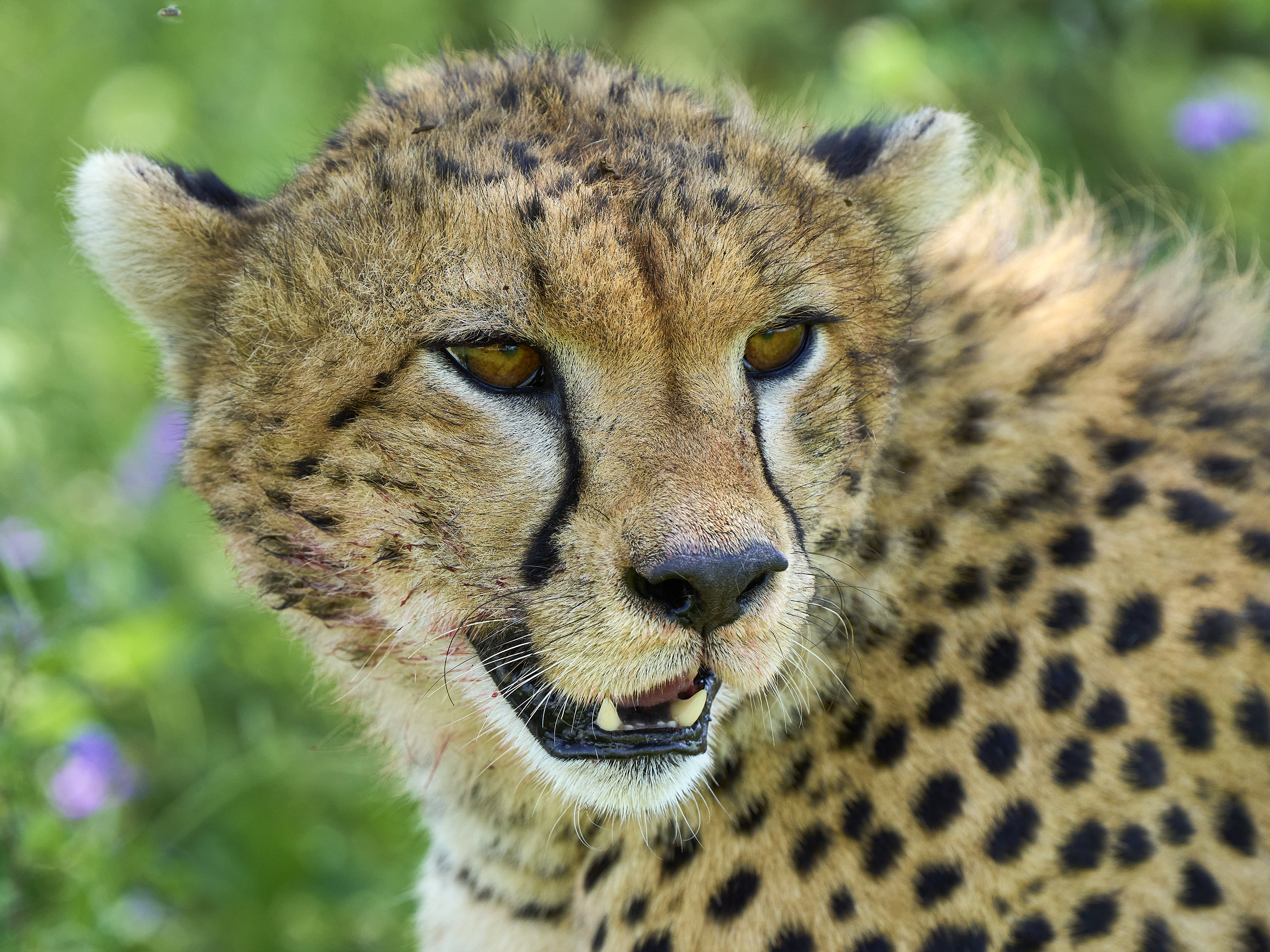 Guépard