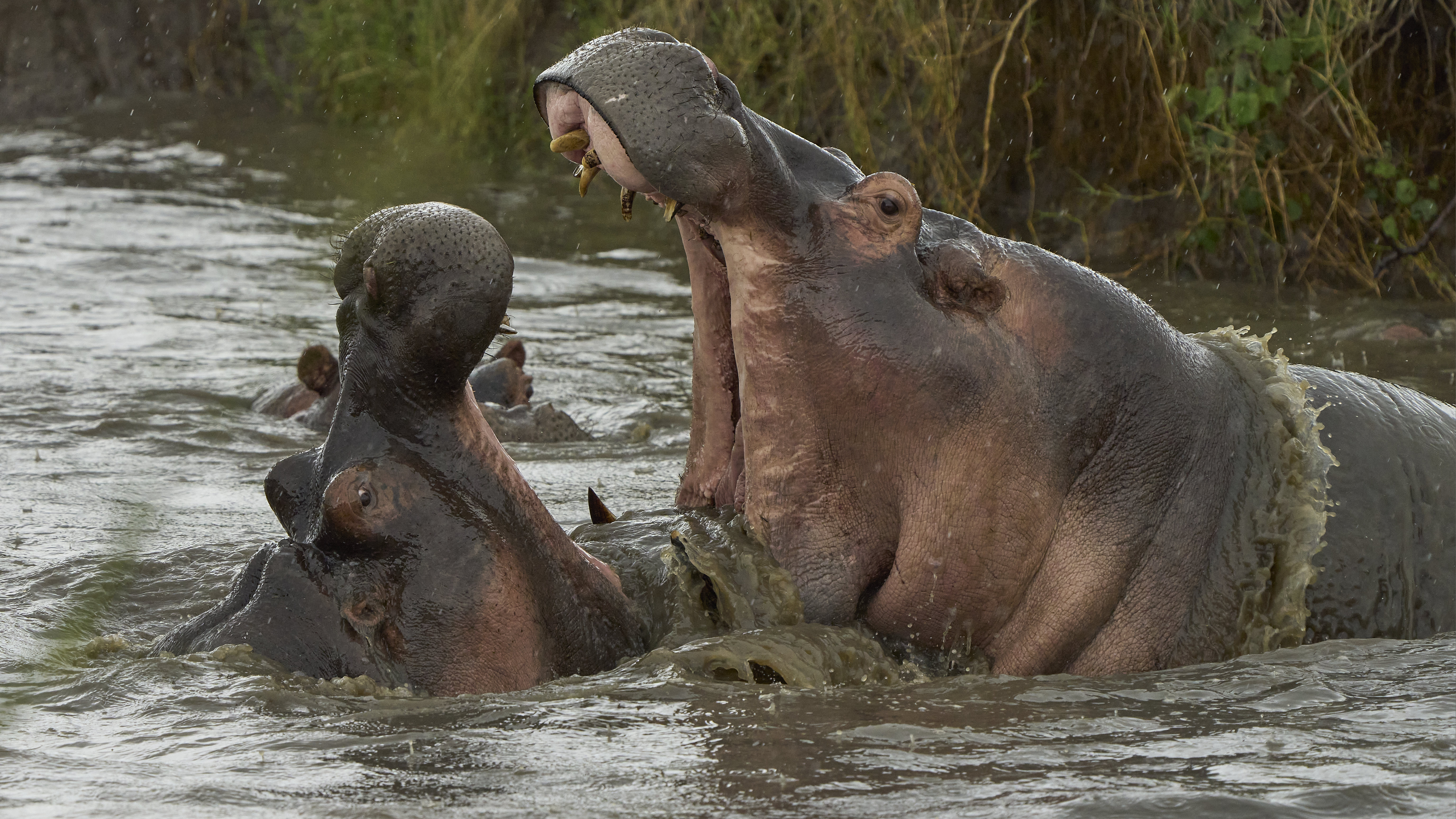 Hippopotames