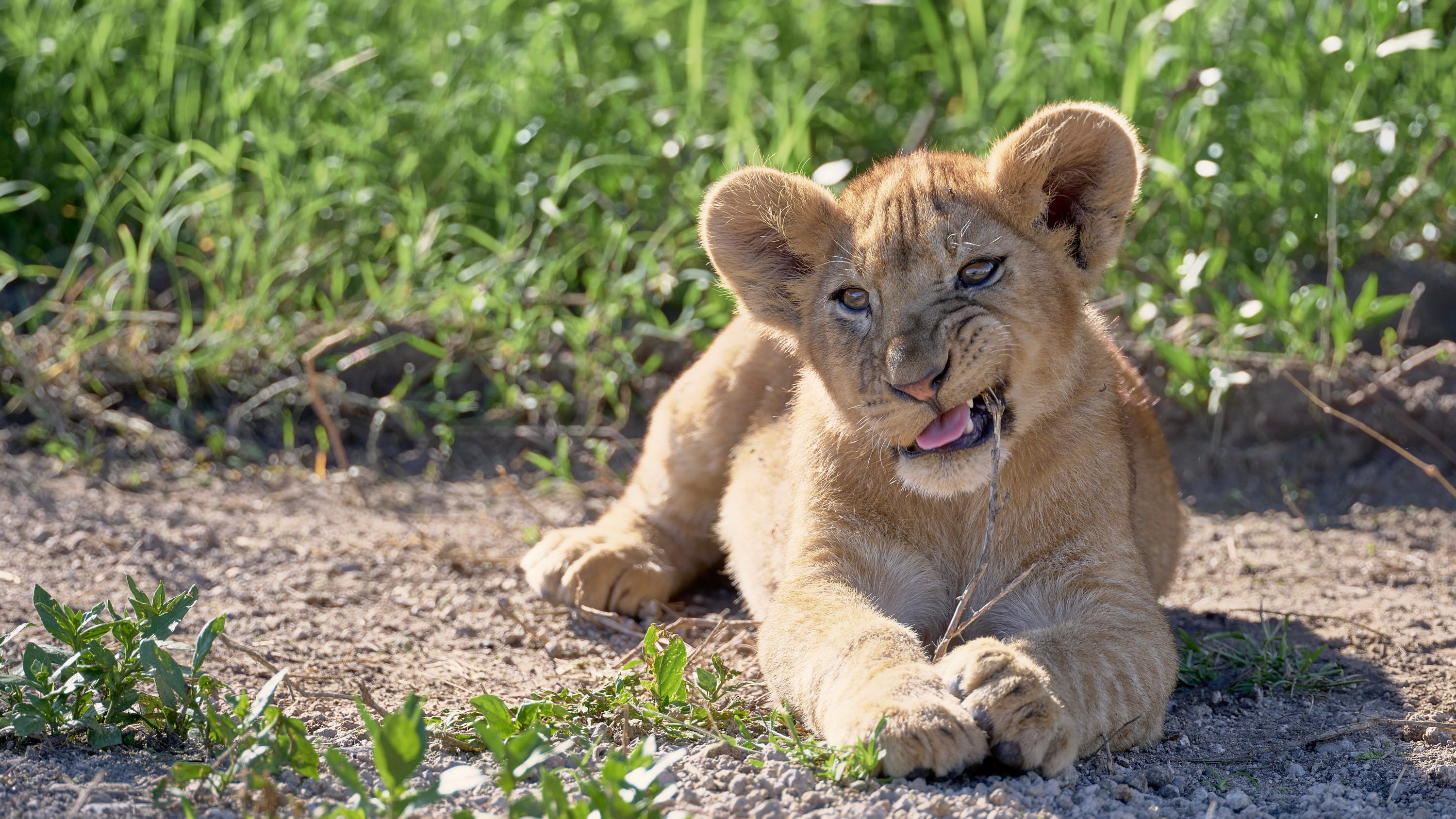 Lionceau